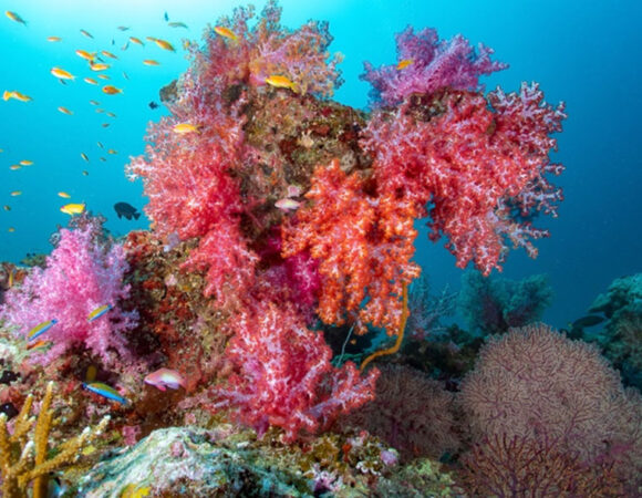 Similan Islands (Catamaran)